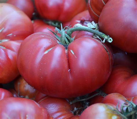 Giant Belgium Tomato Seeds