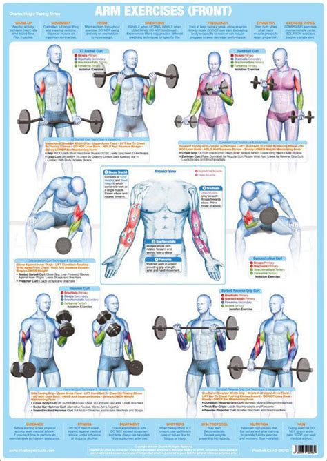 Arm Exercises Front Weight Training Fitness Instructional Wall Chart