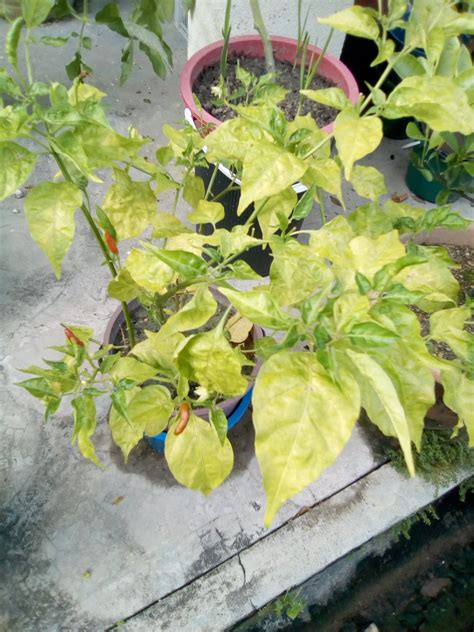 For more information and source, see on this link : Jom Tanam Sayur ( JTS ) : Jenis-Jenis Cili Api di Kebun ...