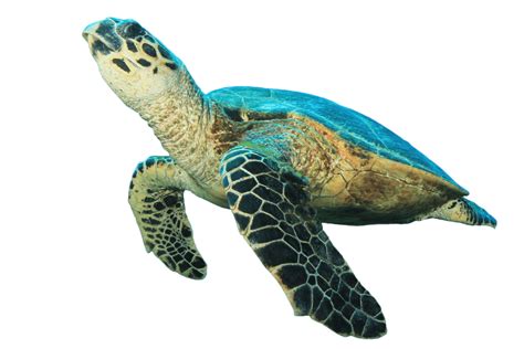 Turtle Looking Up Transparent Png Stickpng