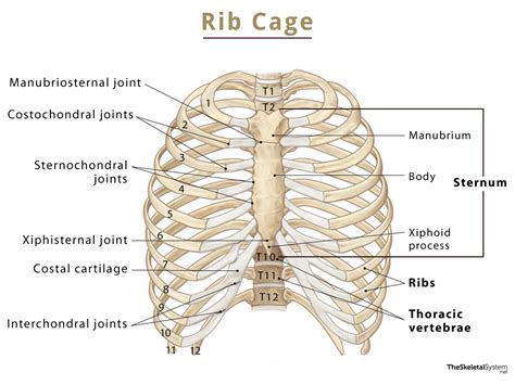 Rib Cage Names Of Bones Anatomy Functions Labeled Diagram