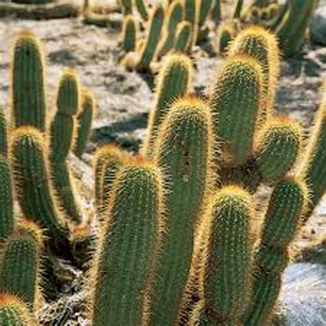 10 Facts About Desert Plants Fact File