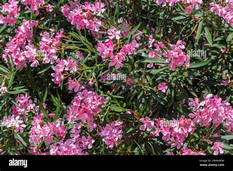 Pink Oleander Flowers Nerium Oleander This Is A Shrub Or Small Tree