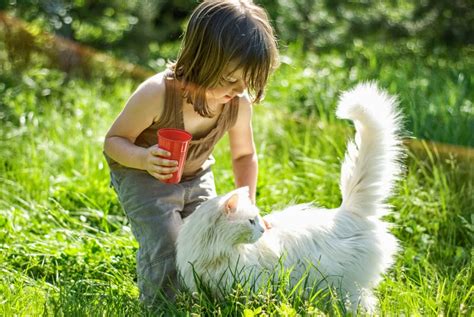 Companion Animal Psychology What Do Young Children Learn From Pets