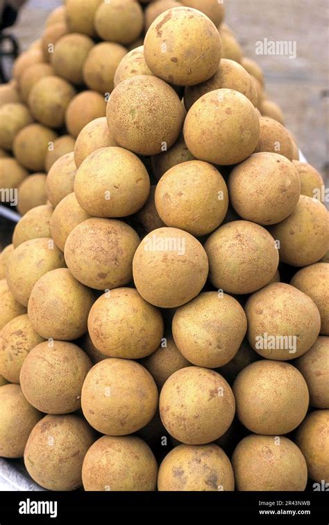 Sapota Fruits Achras Zapota Linn For Sale Tamil Nadu South India