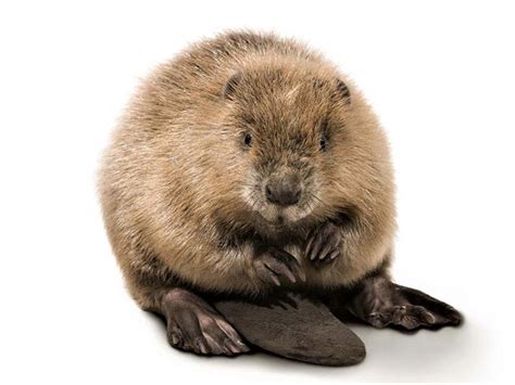 Why Is The Beaver Canadas National Animal Quora