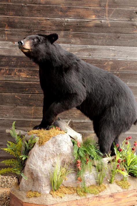 Black Bear Mount Lifesize Mounts Lifesize Taxidermy Mounts With Custom