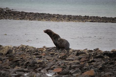 Australian Fur Seal Arctocephalus Pusillus Doriferus Tomahawk Tasmania