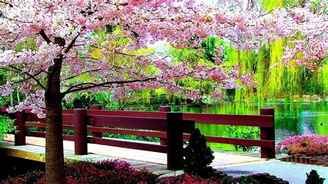 Spring Scenery Wallpaper 1080p Something For Everyone · Home Décor