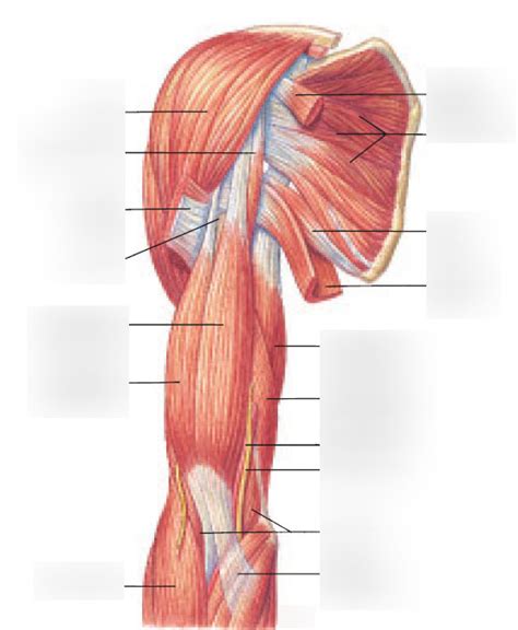 Shoulder Muscles Diagram Anterior Extrinsic Muscles Of The Shoulder