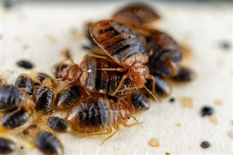 Bed Bugs Produce Potentially Dangerous Amounts Of Histamine Study Shows