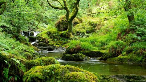 Stream In Temperate Rainforest Wales Coed Nant Gwernol And Coed