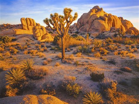 A Beginners Guide To Joshua Tree National Park
