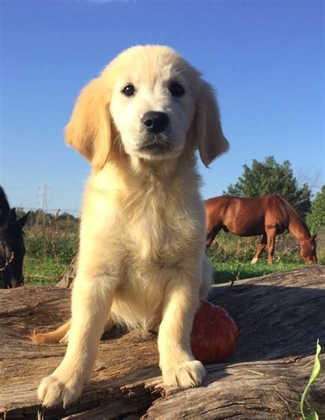 Royal golden retriever pups is the number one stop for healthy golden retriever puppies. Golden Retriever Puppies For Sale | West Palm Beach, FL ...