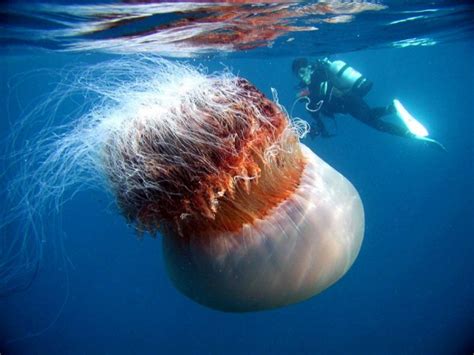 Самая ядовитаябольшаяопасная медуза в мире Топ 10 Фото интересные