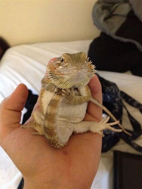 I Present The Most Adorable Bearded Dragon In The World Jethro