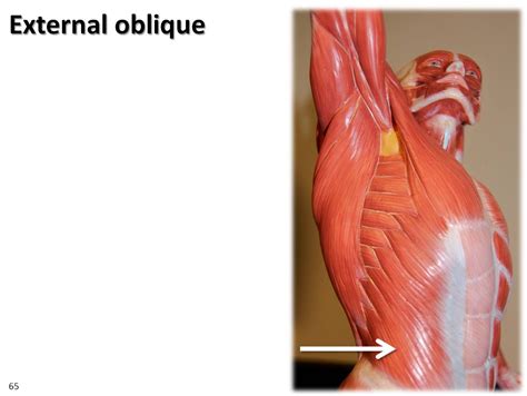 They form by the fusion and elongation of numerous precursor cells called myoblasts. External oblique, dynamic pose - Muscles of the Upper ...