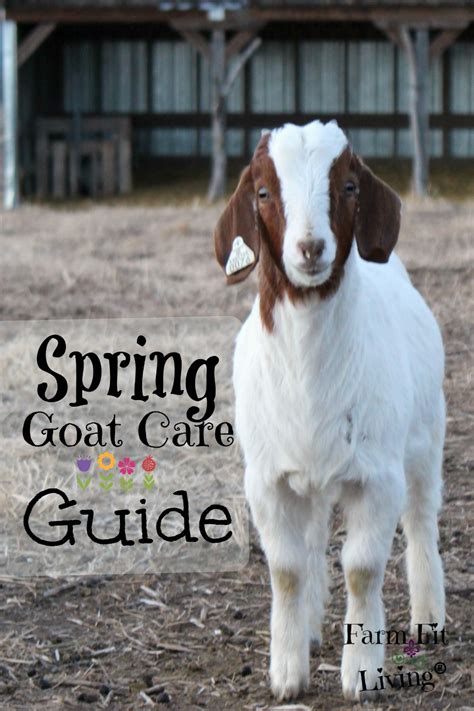Spring Goat Care Guide For A Healthy Goat Herd Farm Fit Living