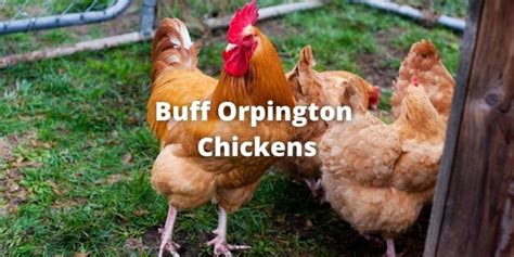 Buff Orpington Chicken Breed Guide Eggs Size Care And Pictures