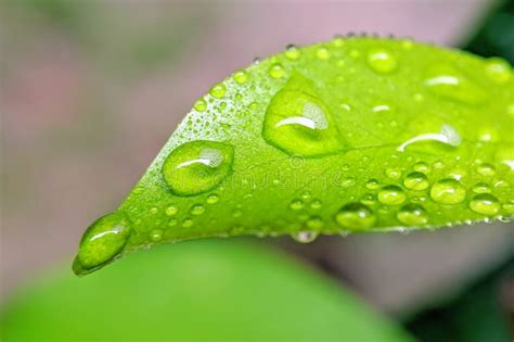 Beautiful Water Drop On Leaf At Nature Close Up Macro Fresh Juicy