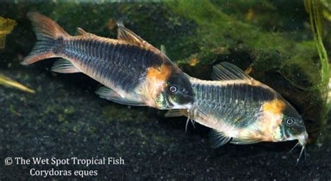Chorus Of Cories Aquarium Blog The Wet Spot Tropical Fish