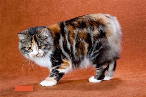 Manx Cat Breeds Information And Interesting Facts