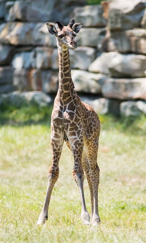 Cleveland Metroparks Zoo Announces Naming Opportunity For