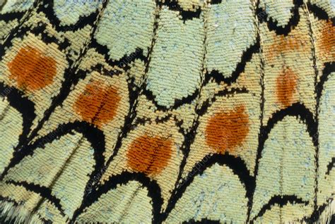 Close Up Of A Butterfly Wing Stock Image Z3550450 Science Photo