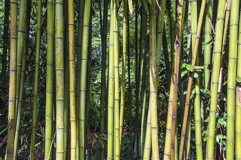 Developing A Sustainable Bamboo Industry Cabi Blog