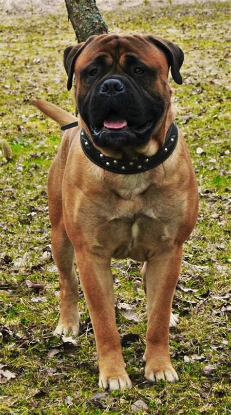 17 Best Images About Bullmastiffs On Pinterest Mastiff Dogs Pets And