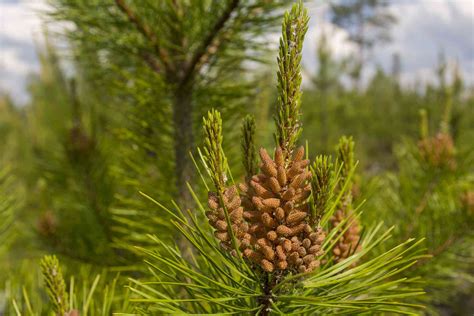 How To Grow And Care For The Loblolly Pine