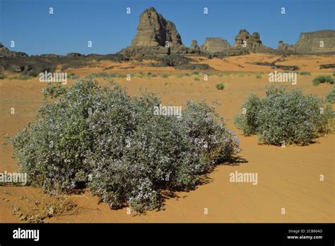 Desert Plants And Shrubs In The Sahara Region In Algeria Stock Photo