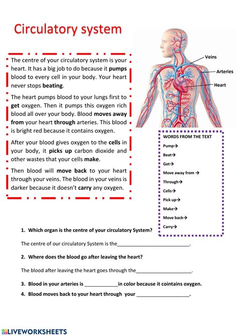 The human circulatory system this system is one of the most important in the body. Circulatory system Interactive worksheet