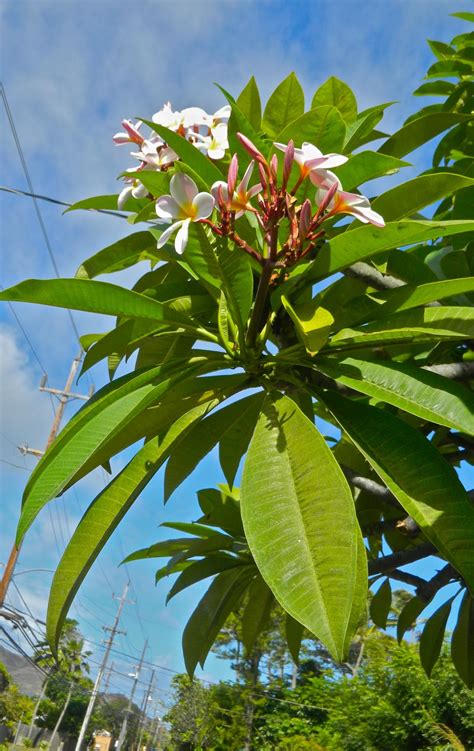 Plumerias are often associated with hawaii because they are used to make traditional leis and other plumeria grows in clusters and can produce up to 200 blossoms per cluster. The Traveling Gardener: The Tropical Paradise of Oahu