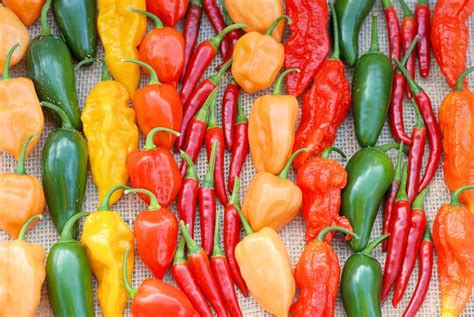 Growing Hot Peppers Tips For Spicing Up The Garden