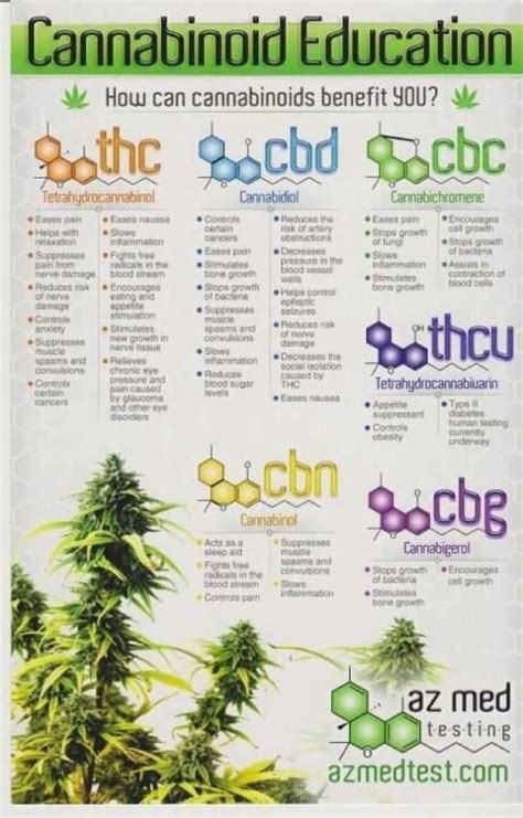 data chart cannabinoid education infographic what are cannabinoids and how can they benefit