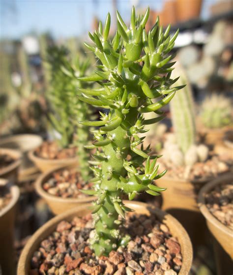 This plant comes from the mountains of brazil, and, unlike the typical desert cactus, it grows generally speaking, the christmas cactus is a fairly easy plant to root. Urban Dream 35: Christmas Cactus Temperature