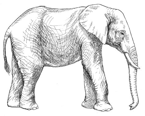 Simple Line Drawing Elephant At Getdrawings Free Download