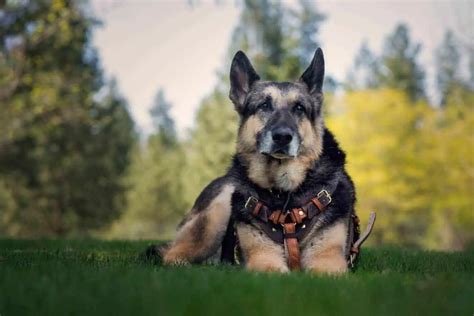 Get Lucky How To Handle 5 German Shepherds In Spokane Big White Dog