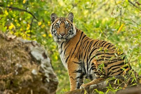 Indias Tiger Population Is On The Rise