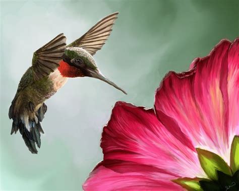 Bing Hummingbird Images Flowers For Hummingbirds Bing Images
