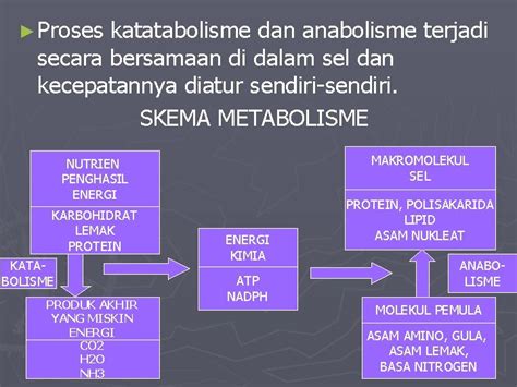 Metabolisme Pengertian Metabolisme Dalam Tubuh Manusia Termasuk Organisme