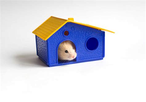 17 Hamster House Ideas That Will Make You Go Aw
