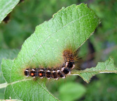 We did not find results for: Watch out for browntail moth caterpillars | Northern New ...