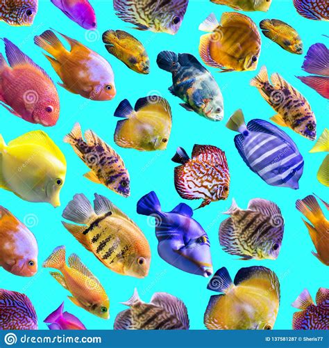 Seamless Pattern Multi Colored Fishes On A Blue Background Stock