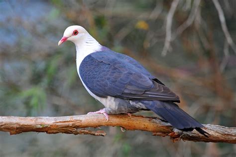 White Headed Pigeon Cedar Creek Queensland Australia By Ralph De
