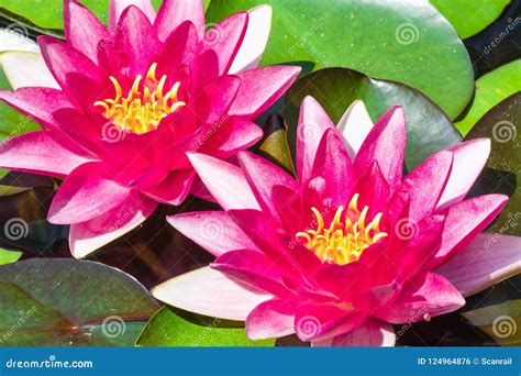 Red Water Lily Stock Photo Image Of Macro Blooming 124964876