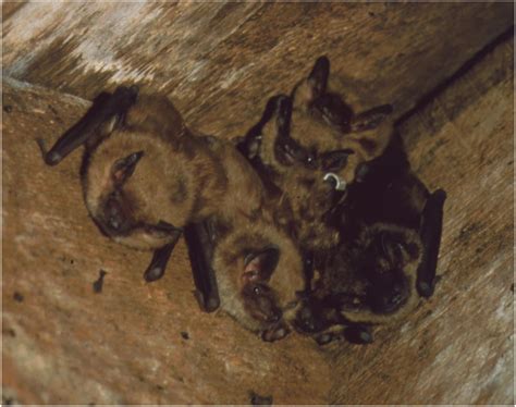 Frontiers Social Communication In Big Brown Bats