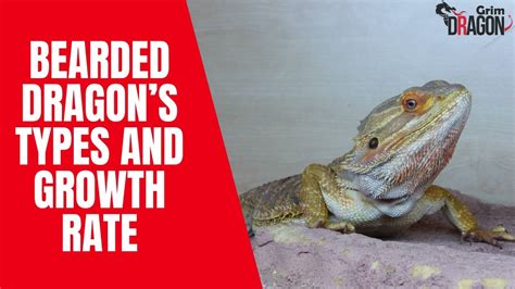 How Fast Do Bearded Dragons Grow Bearded Dragons Growth Rate