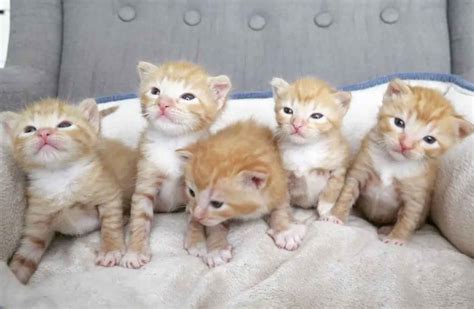 5 Orphaned Ginger Kittens Get Help Just In Time We Love Cats And Kittens